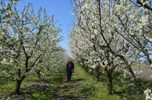 Im Obstgarten